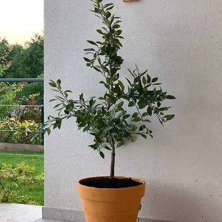 Villa Tartufo *
